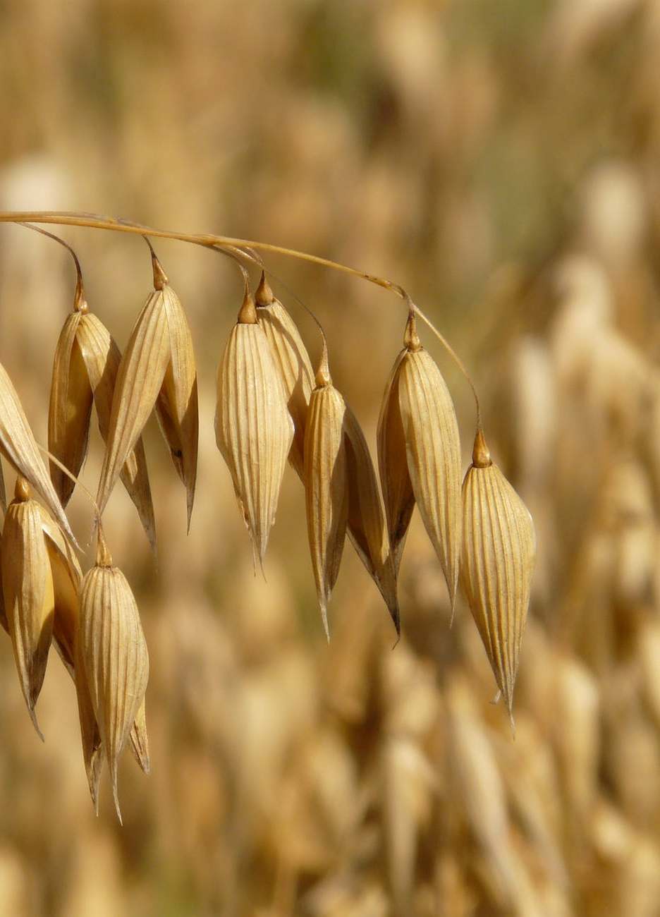 Овес зерно. Овес посевной (Avena Sativa). Овес Аллюр. Овес золотой дождь. Сорт Виленский овес.